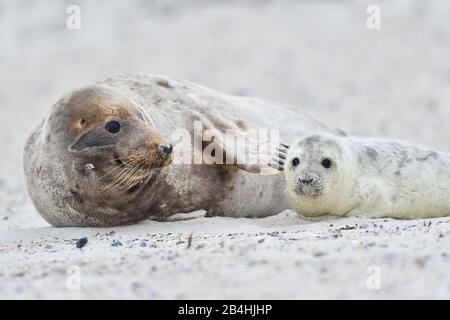 Sigillo grigio (Halichoerus grypus), situato sulla spiaggia con cucciolo, Germania, Schleswig-Holstein, Helgoland Foto Stock