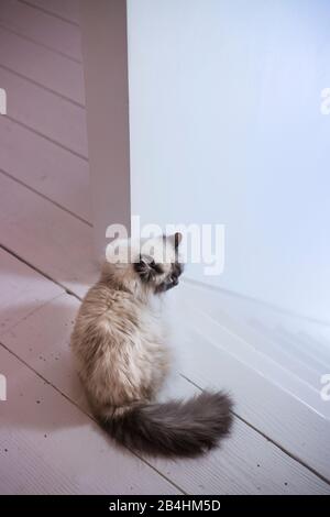 Birman Cat si trova in una moderna sala luminosa con pavimento in legno bianco alle scale Foto Stock