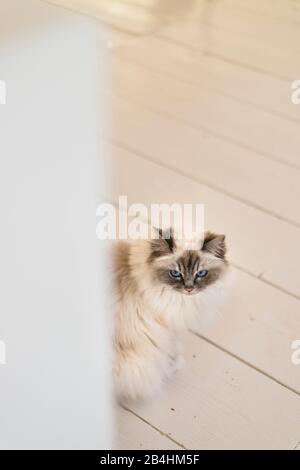 Il Birman Cat è situato in una moderna camera luminosa con pavimento in legno bianco Foto Stock