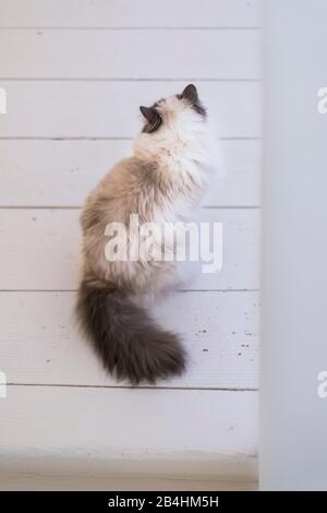 Il Birman Cat è situato in una moderna camera luminosa con pavimento in legno bianco Foto Stock