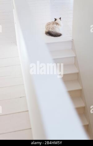 Birman Cat si trova di fronte alle scale in una moderna sala luminosa con pavimento in legno bianco Foto Stock