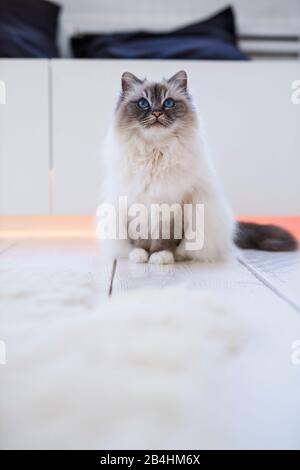 Birman Cat si trova in una stanza luminosa e si guarda in su Foto Stock