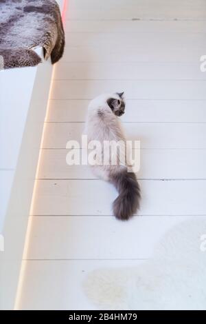 Birman Cat si trova su un pavimento di asse bianco e si guarda intorno Foto Stock