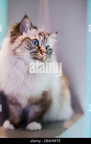 Birman Cat si trova su un muro di mattoni in camera luminosa Foto Stock