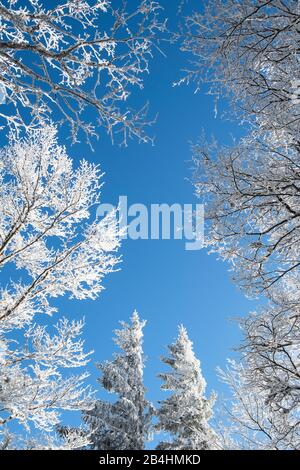 Alberi e rami nevosi nella foresta di wintry contro il cielo blu in Vosges, Francia Foto Stock