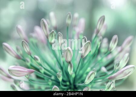 Allium Millenium germogli in viola Foto Stock