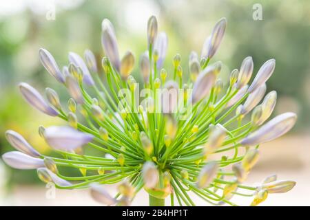 Allium Millenium germogli in viola Foto Stock