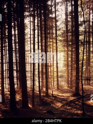 Foresta ripariana in autunno Foto Stock