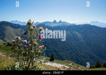 Viola Thistle Flower in primo piano, montagne sullo sfondo, Rochers-de-Naye, Montreux, Vaud, Svizzera Foto Stock