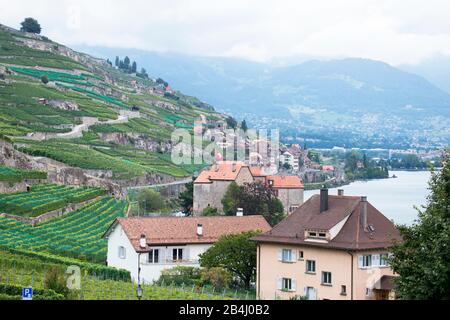 Vigneti Di Terrazze, Rivaz, Lavaux, Vaud, Svizzera Foto Stock