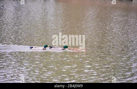 L'anatra mallard (nome scientifico: ANAS platyrhynchos) è una specie di uccello nuoto e grande anatra. Foto Stock