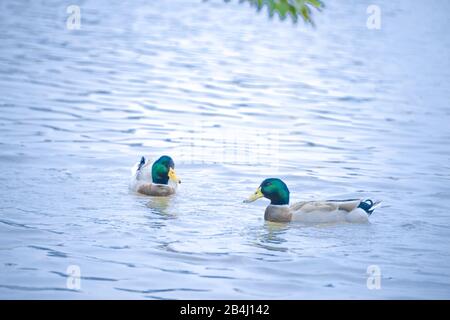 L'anatra mallard (nome scientifico: ANAS platyrhynchos) è una specie di uccello nuoto e grande anatra. Foto Stock