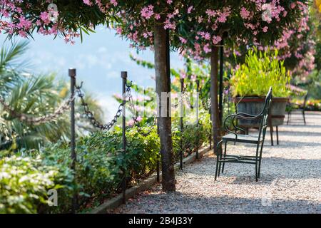 Europa, Italien, Piemont, Verbania. Die zu Bäumen gezogenen Oleader (Nerium oleander) vor dem Pallazo Borromeo. Foto Stock