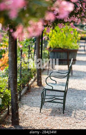 Europa, Italien, Piemont, Verbania. Die zu Bäumen gezogenen Oleader (Nerium oleander) vor dem Pallazo Borromeo. Foto Stock