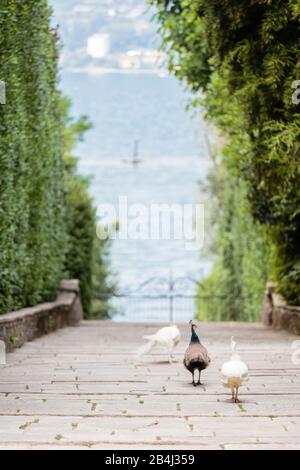 Europa, Italien, Piemont, Verbania. Die freilebenden weißen und blauen Pfaue (Pavo cristate) auf der Isola Madre, dahinter das Wasser des Lago Maggio Foto Stock