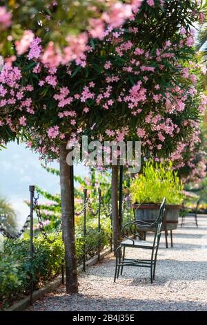 Europa, Italien, Piemont, Verbania. Die zu Bäumen gezogenen Oleader (Nerium oleander) vor dem Pallazo Borromeo. Foto Stock