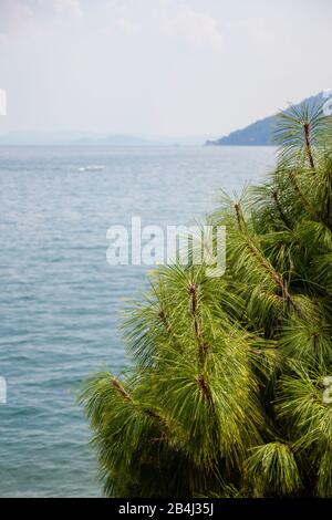 Europa, Italien, Piemont, Verbania. Blick vom üppig bewachsenen Ufer der Isola Madre auf den Lago maggiore. Foto Stock