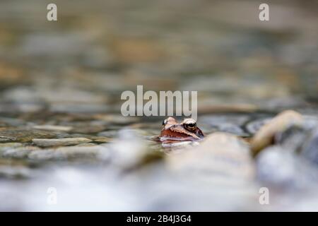 Europa, Svizzera, Ticino, Brione. Una rana da salto insolitamente rossastra (Rana dalmatina bonaparte) si trova tranquillamente sulla riva della Verzasca. Foto Stock