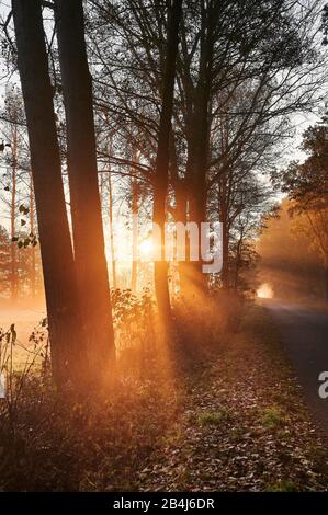 Germania, Bassa Sassonia, Lüneburg Heath, Brietlingen, Lüdershausen, via per il Reihersee, foresta, alba, nebbia, luce Foto Stock