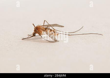 una zanzara, Culicidae, su un foglio di carta, macro shot Foto Stock