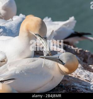 Mare Del Nord - Gannets Su Helgoland Foto Stock