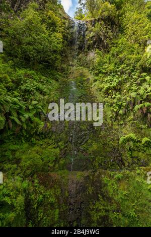 Cascata, PR 9 sentiero Caldeirao Verde, Queimadas, Caldeirao do Inferno, foresta pluviale, lungo una levada, Isola di Madeira, Portogallo Foto Stock