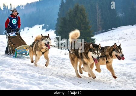 Tusnad, ROMANIA - 02 Febbraio 2019: Uomo non identificato che partecipa al Free Dog Sled Racing Contest con cani.Sportswoman musher corre slitta cane su un Foto Stock