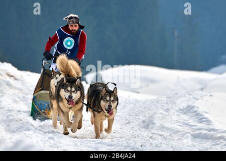 Tusnad, ROMANIA - 02 Febbraio 2019: Uomo non identificato che partecipa al Free Dog Sled Racing Contest con cani.Sportswoman musher corre slitta cane su un Foto Stock