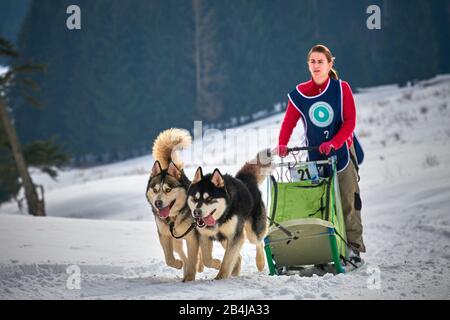 Tusnad, ROMANIA - 02 Febbraio 2019: Donna non identificata che partecipa al Free Dog Sled Racing Contest con cani.Sportswoman musher corre slitta cane su Foto Stock