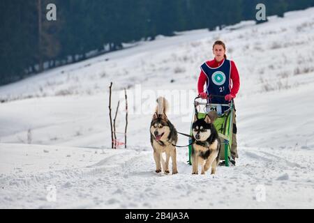 Tusnad, ROMANIA - 02 Febbraio 2019: Donna non identificata che partecipa al Free Dog Sled Racing Contest con cani.Sportswoman musher corre slitta cane su Foto Stock