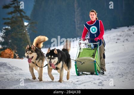 Tusnad, ROMANIA - 02 Febbraio 2019: Donna non identificata che partecipa al Free Dog Sled Racing Contest con cani.Sportswoman musher corre slitta cane su Foto Stock