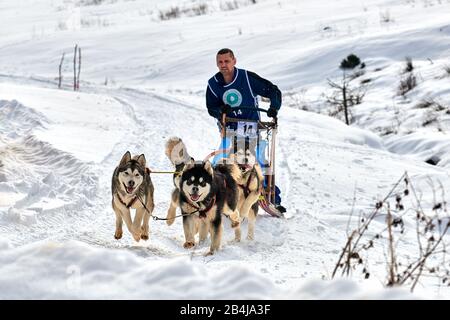 Tusnad, ROMANIA - 02 Febbraio 2019: Uomo non identificato che partecipa al Free Dog Sled Racing Contest con cani.Sportswoman musher corre slitta cane su un Foto Stock