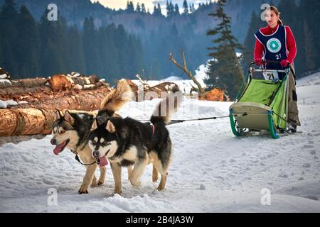 Tusnad, ROMANIA - 02 Febbraio 2019: Donna non identificata che partecipa al Free Dog Sled Racing Contest con cani.Sportswoman musher corre slitta cane su Foto Stock