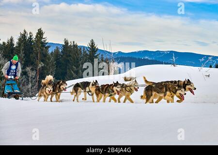 Tusnad, ROMANIA - 02 Febbraio 2019: Uomo non identificato che partecipa al Free Dog Sled Racing Contest con cani.Sportswoman musher corre slitta cane su un Foto Stock