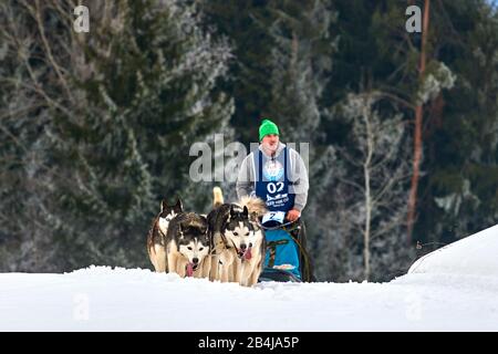 Tusnad, ROMANIA - 02 Febbraio 2019: Uomo non identificato che partecipa al Free Dog Sled Racing Contest con cani.Sportswoman musher corre slitta cane su un Foto Stock