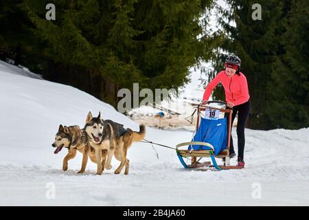 Tusnad, ROMANIA - 02 Febbraio 2019: Donna non identificata che partecipa al Free Dog Sled Racing Contest con cani.Sportswoman musher corre slitta cane su Foto Stock