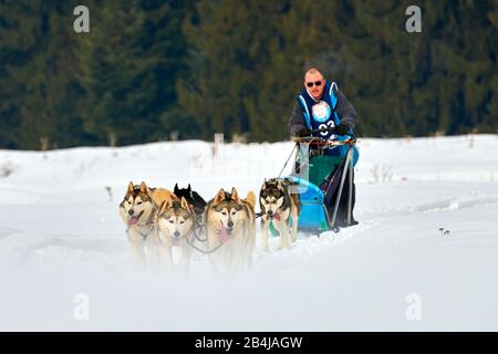 Tusnad, ROMANIA - 02 Febbraio 2019: Uomo non identificato che partecipa al Free Dog Sled Racing Contest con cani.Sportswoman musher corre slitta cane su un Foto Stock