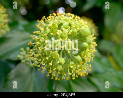 Fioritura edera (Hedera helix) nella tarda estate, Baviera, Germania, Europa Foto Stock