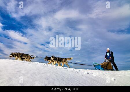 Tusnad, ROMANIA - 02 Febbraio 2019: Uomo non identificato che partecipa al Free Dog Sled Racing Contest con cani.Sportswoman musher corre slitta cane su un Foto Stock