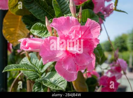 (Dipladenia Dipladenia sundevillea) sbocciare in un vivaio, Bussolengo, Veneto, Italia, Europa Foto Stock