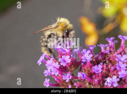 Piccolo giardino foglia taglierina ape (Megachile centuncularis) su un fiore viola, Verbena bonariensis, closeup, Baviera, Germania, Europa Foto Stock