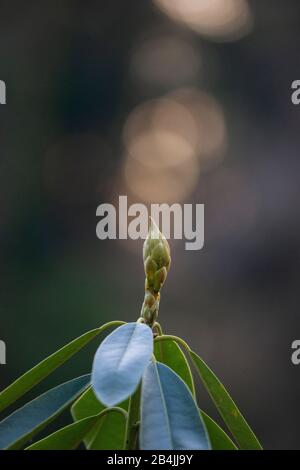 Rododendro, foglie e germoglio da vicino, bokeh Foto Stock