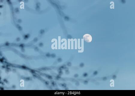 Rami fuori fuoco di fronte alla crescente luna nel cielo Foto Stock