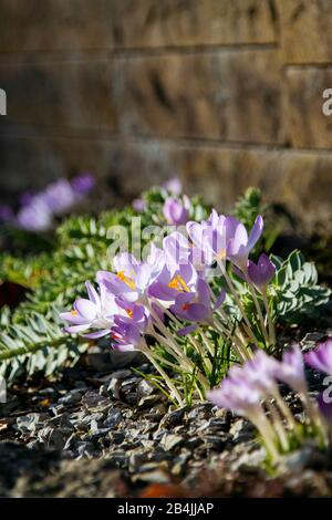 Crocuses in fiore prato, primo piano, croco Foto Stock