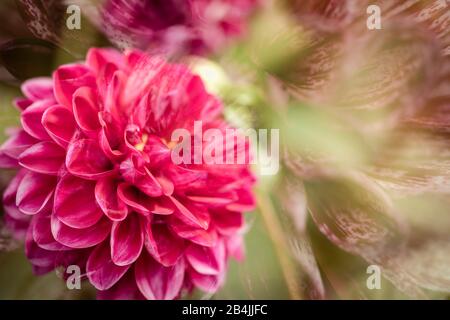Dahlia fiore rosa, primo piano, dahlia