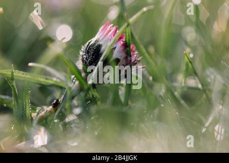 Daisy in erba bagnata, primo piano, Bellis perennis Foto Stock