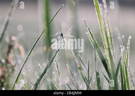 Schnake in foglia di rugiada del mattino, primo piano Foto Stock