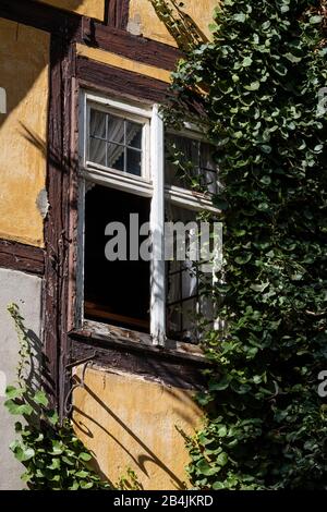 Europa, Deutschland, Sachsen-Anhalt, Quedlinburg. Efeubewachsenes Fachwerkhaus auf dem Schlossberg. Foto Stock