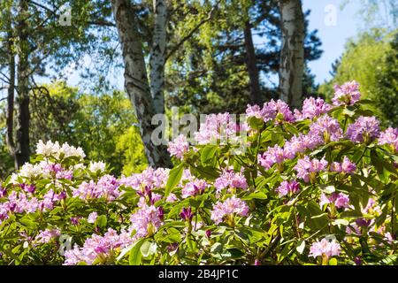 Ostseeheilbad Graal-Müritz, Rhodendronpark, Rofaarbene Blüten Foto Stock