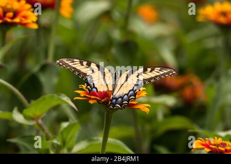 Closeup di farfalla swallowtail gialla con ali aperte su un fiore molto luminoso. Foto Stock